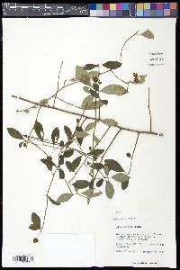 Ilex longipes image