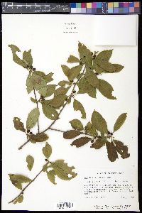 Ilex laevigata image