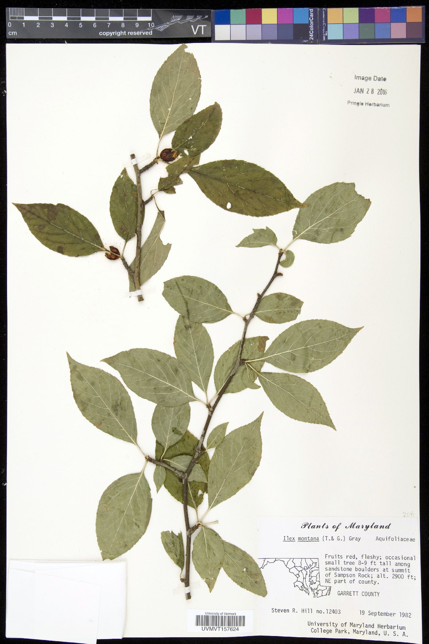 Ilex montana image