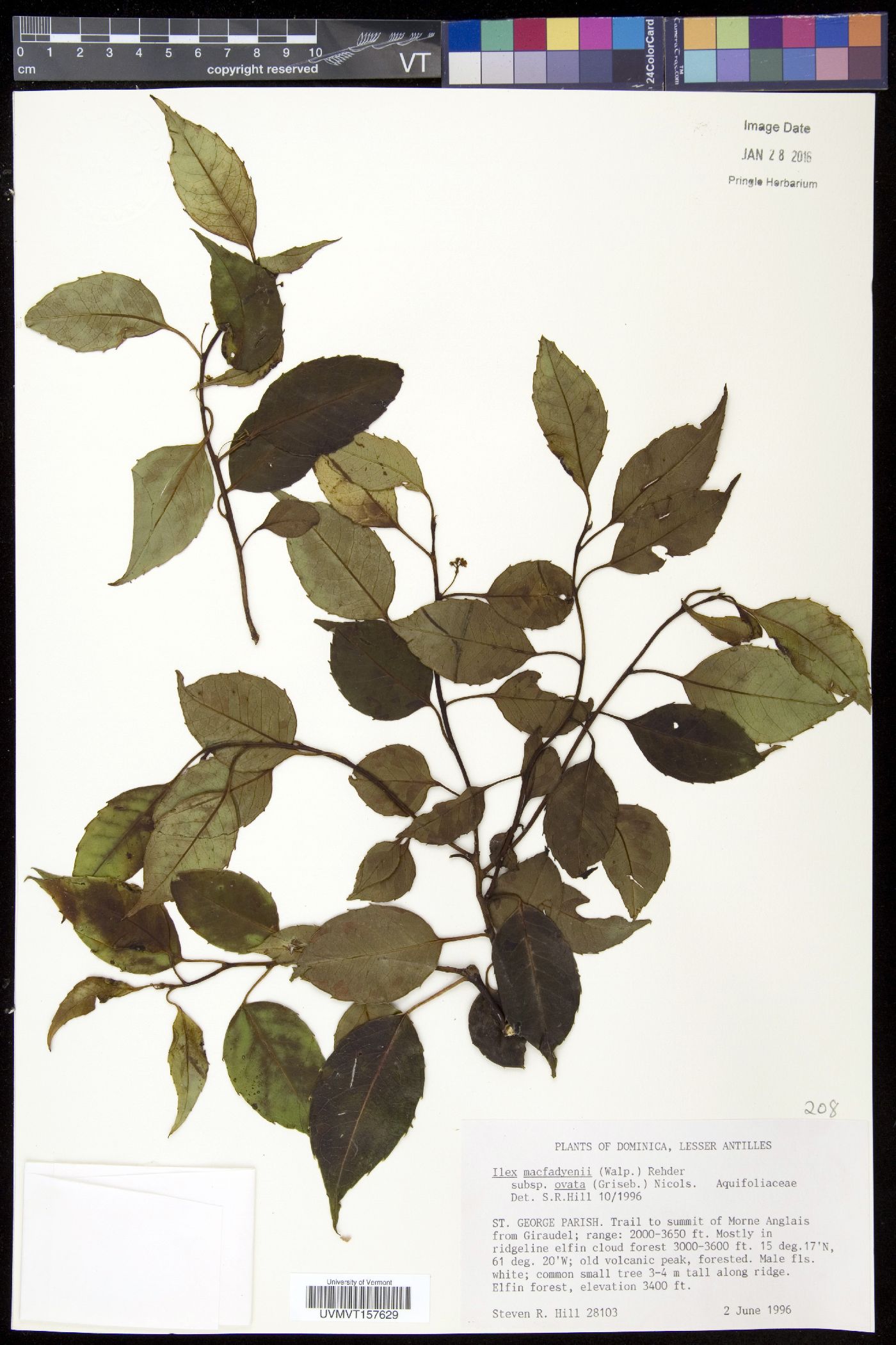 Ilex macfadyenii image