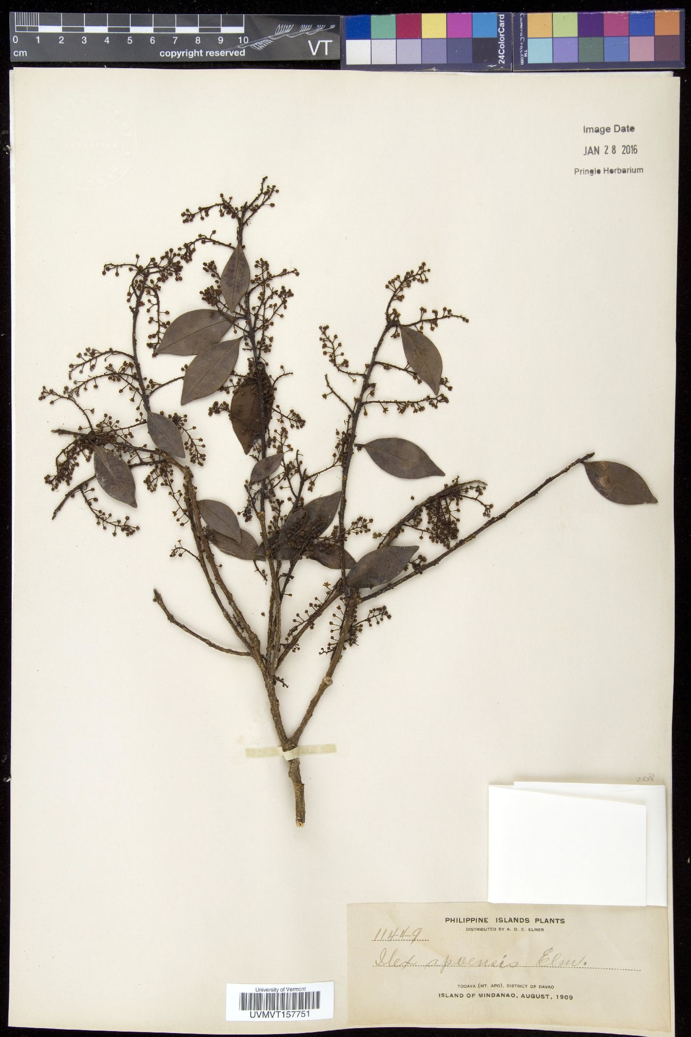 Ilex malaccensis image