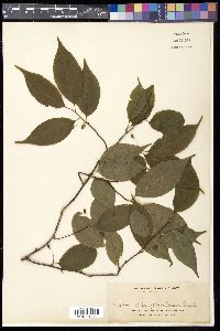 Ilex gracilipes image