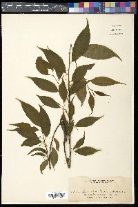 Ilex gracilipes image
