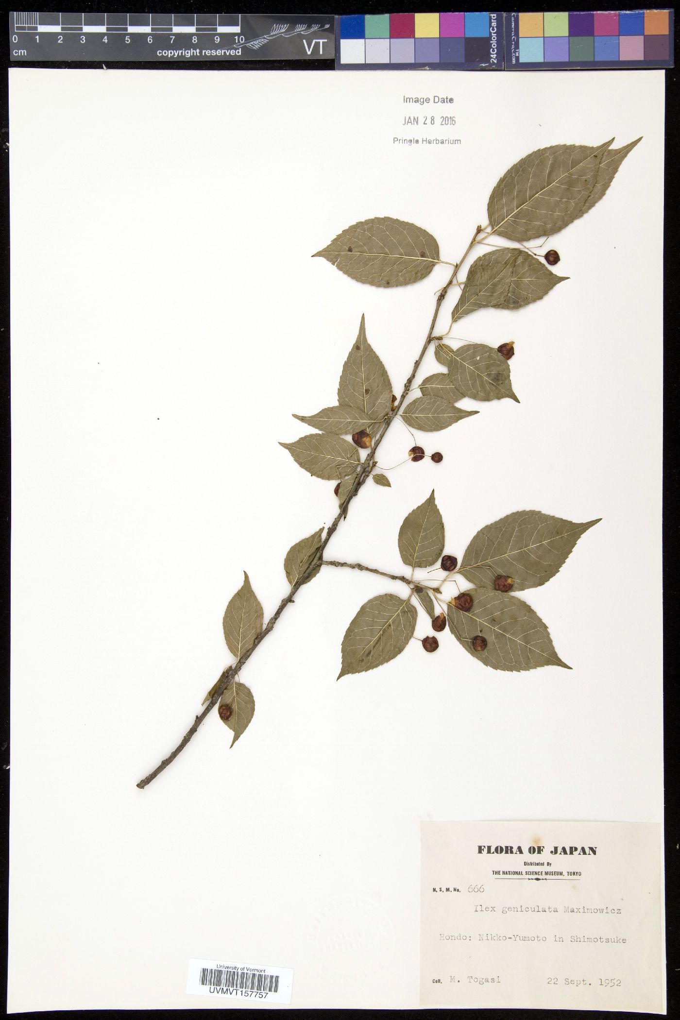 Ilex geniculata image