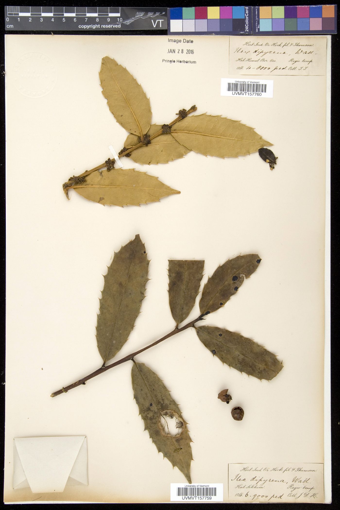 Ilex dipyrena image