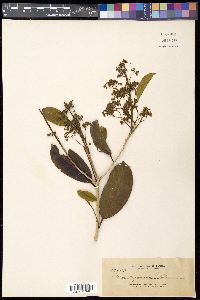 Ilex cymosa image