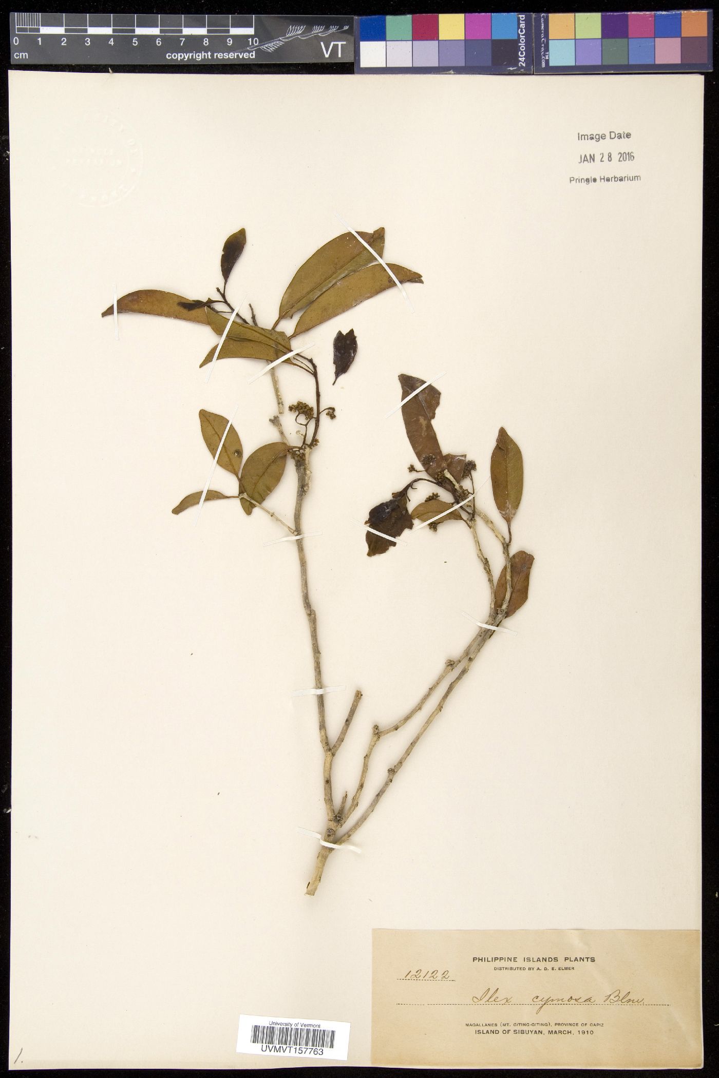 Ilex cymosa image