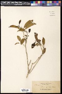 Ilex cymosa image