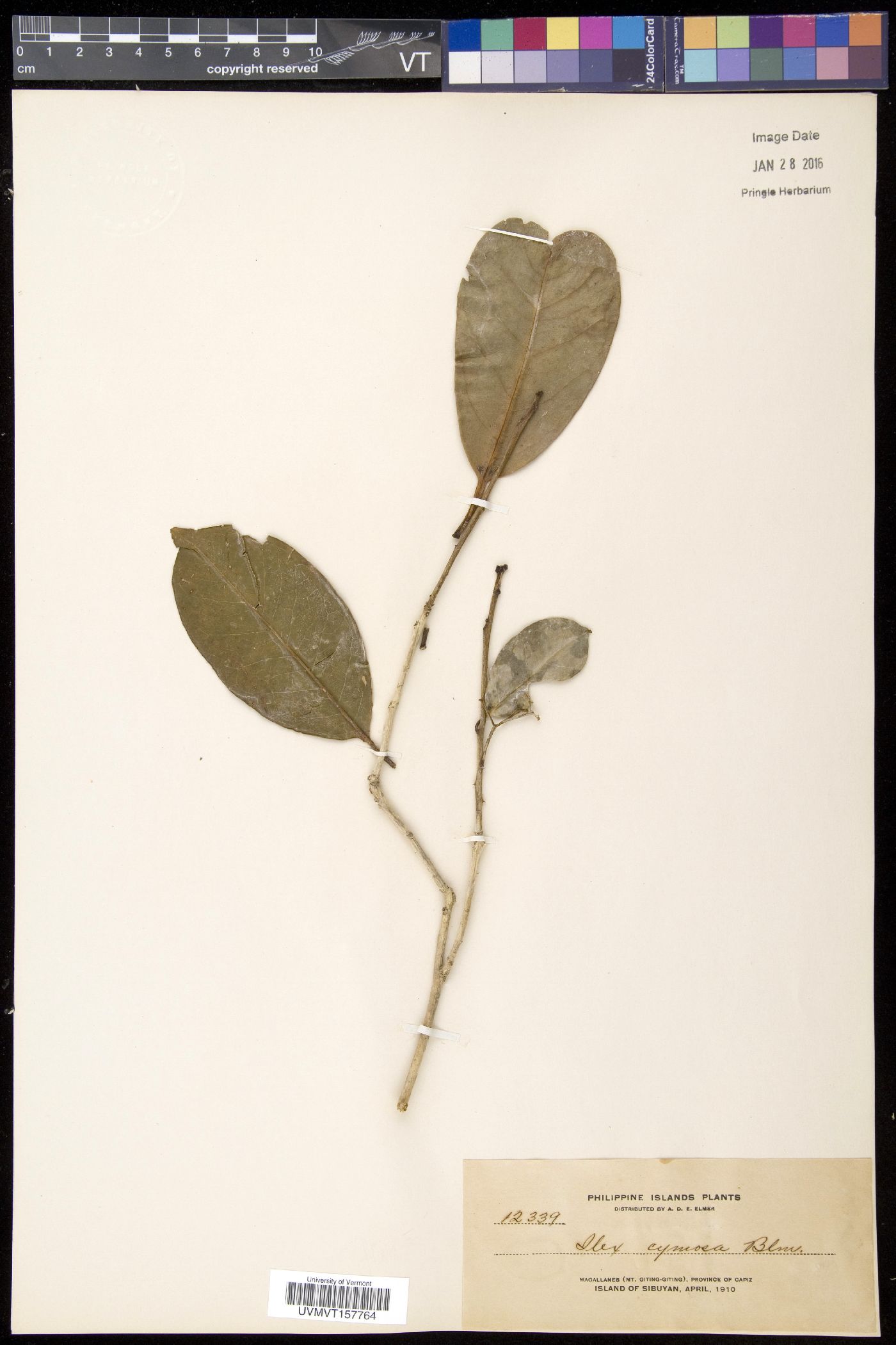 Ilex cymosa image