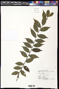 Ilex pubescens image