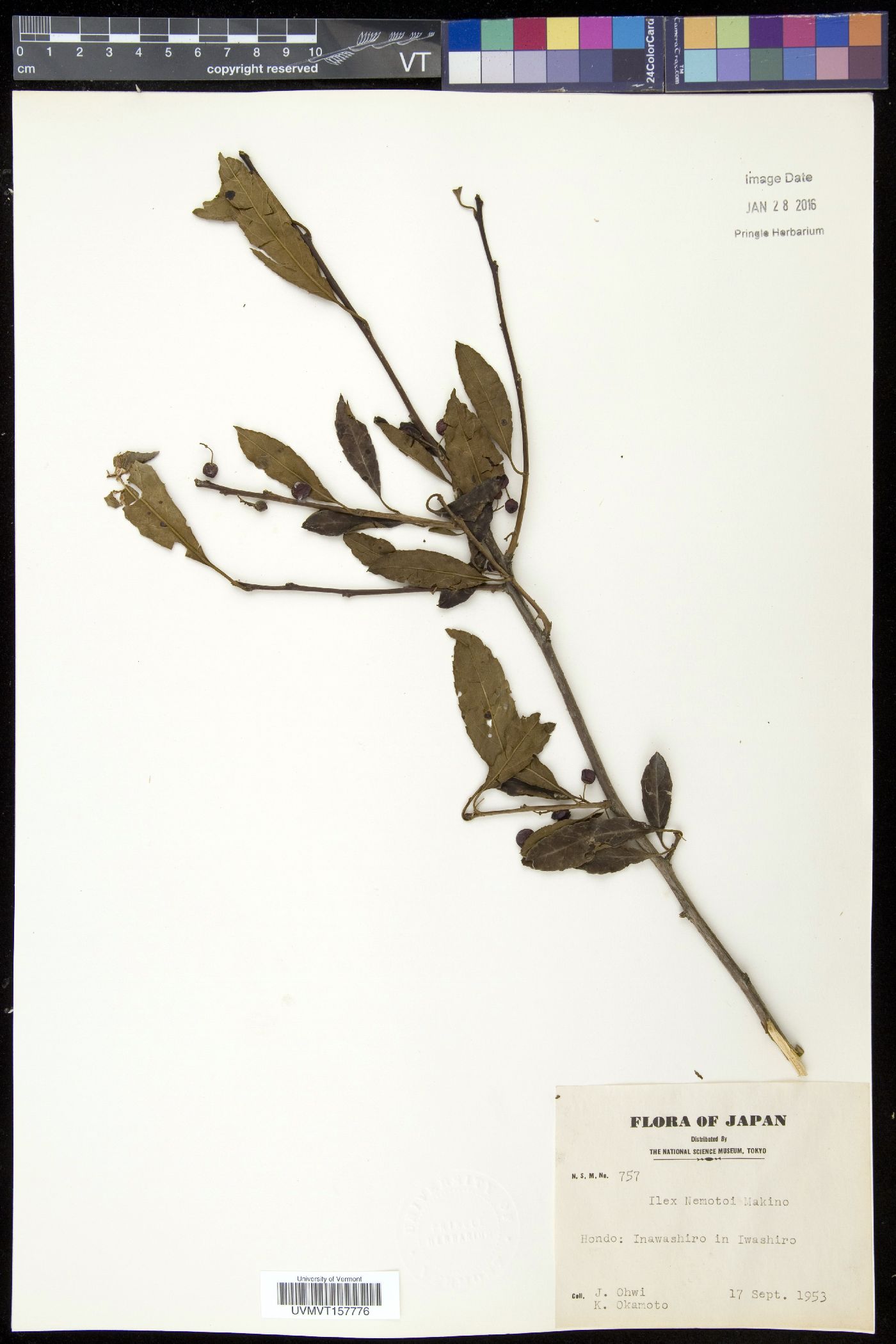 Ilex serrata image