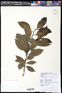 Ilex lonicerifolia image