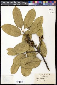 Ilex latifolia image