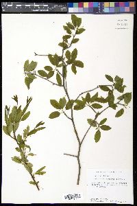 Ilex mucronata image