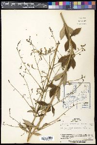 Adenophora triphylla image