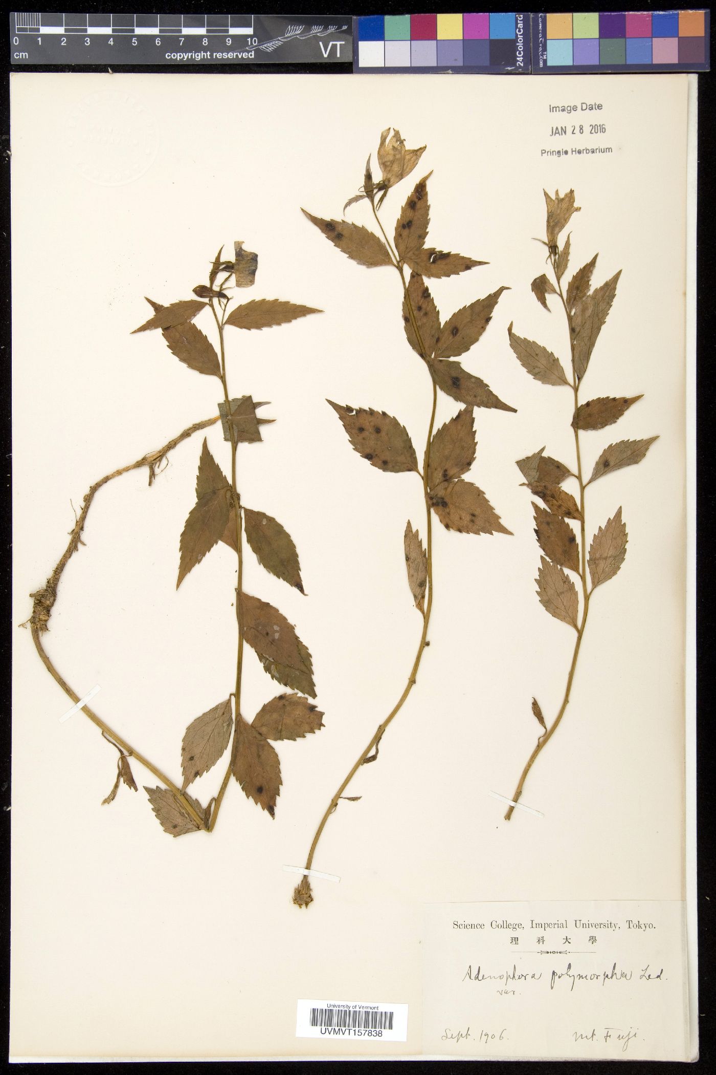 Adenophora liliifolia image