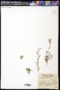 Campanula dasyantha image