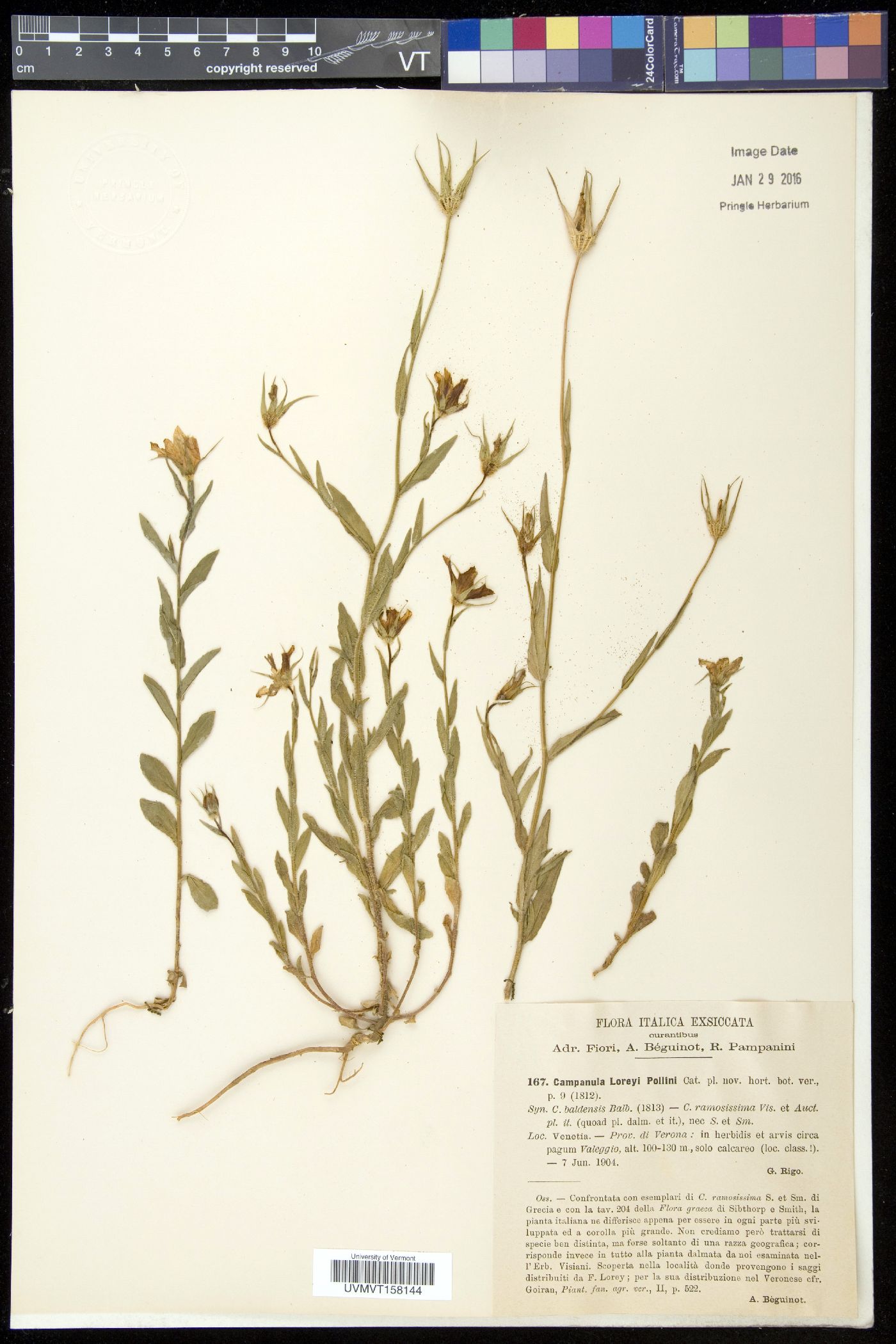 Campanula ramosissima image