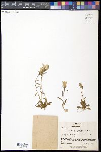 Campanula lasiocarpa image