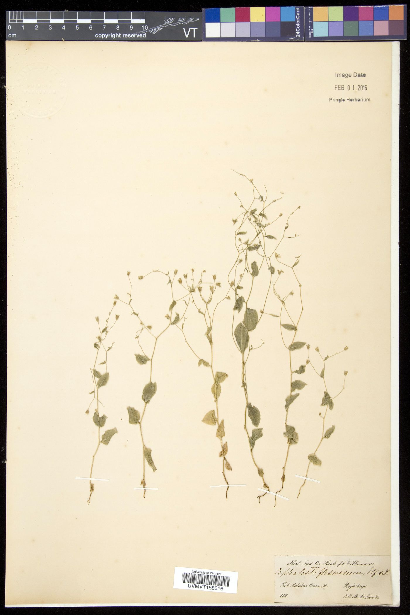 Wahlenbergia flexuosa image