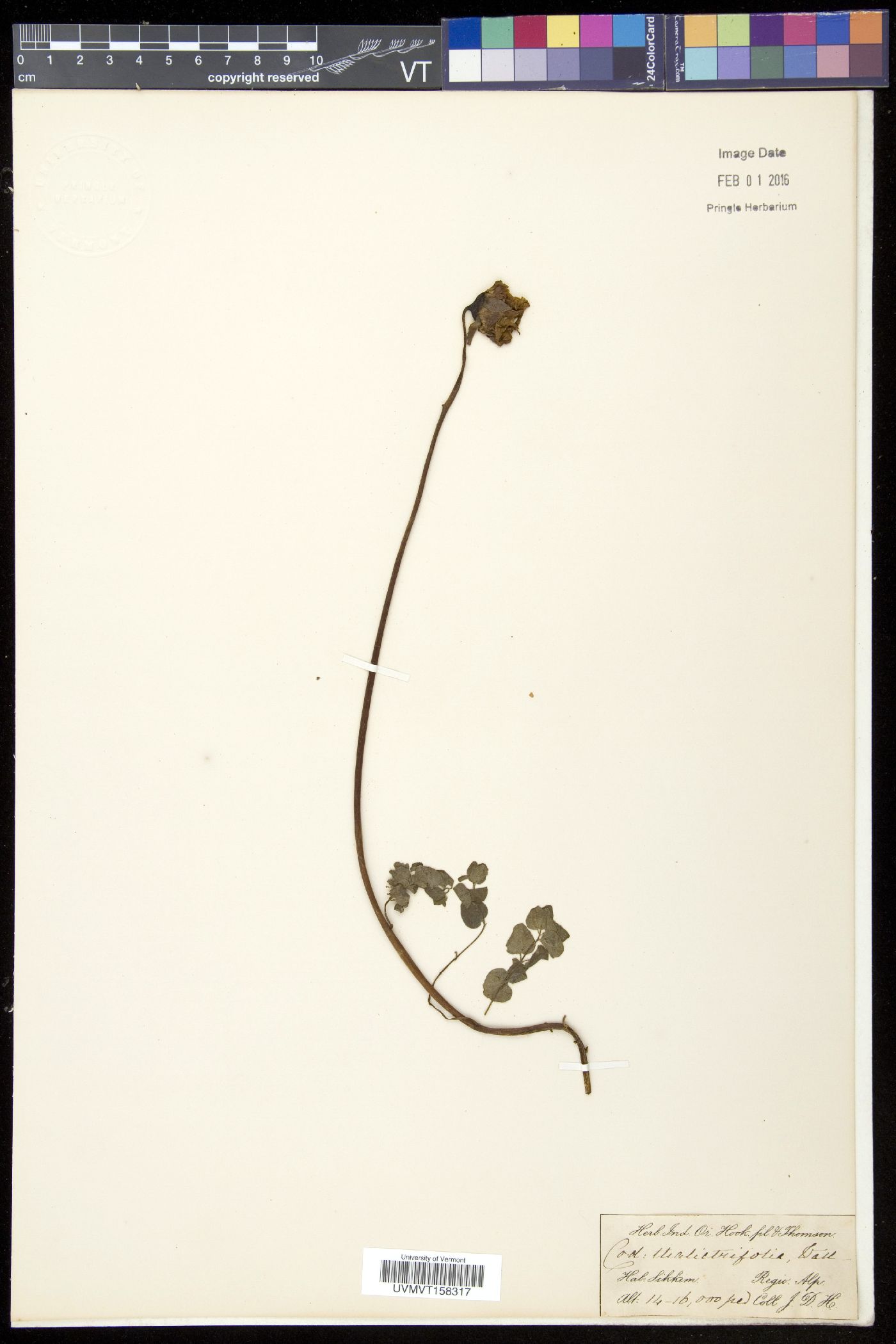 Codonopsis thalictrifolia image