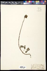 Image of Codonopsis thalictrifolia