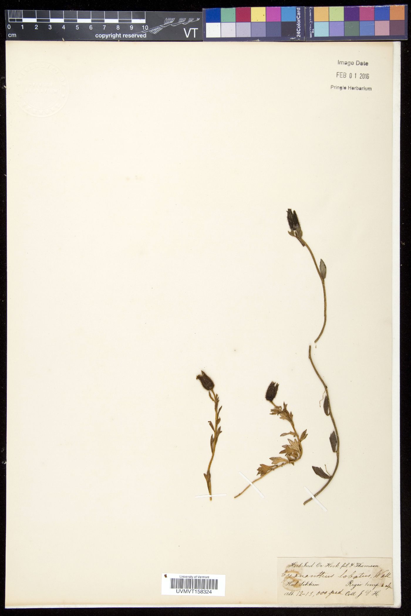 Cyananthus lobatus image