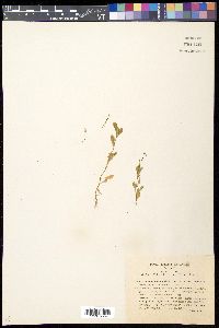 Solenopsis laurentia image