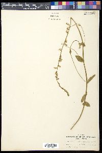 Lobelia appendiculata image