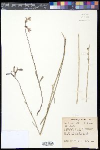 Lobelia glandulosa image