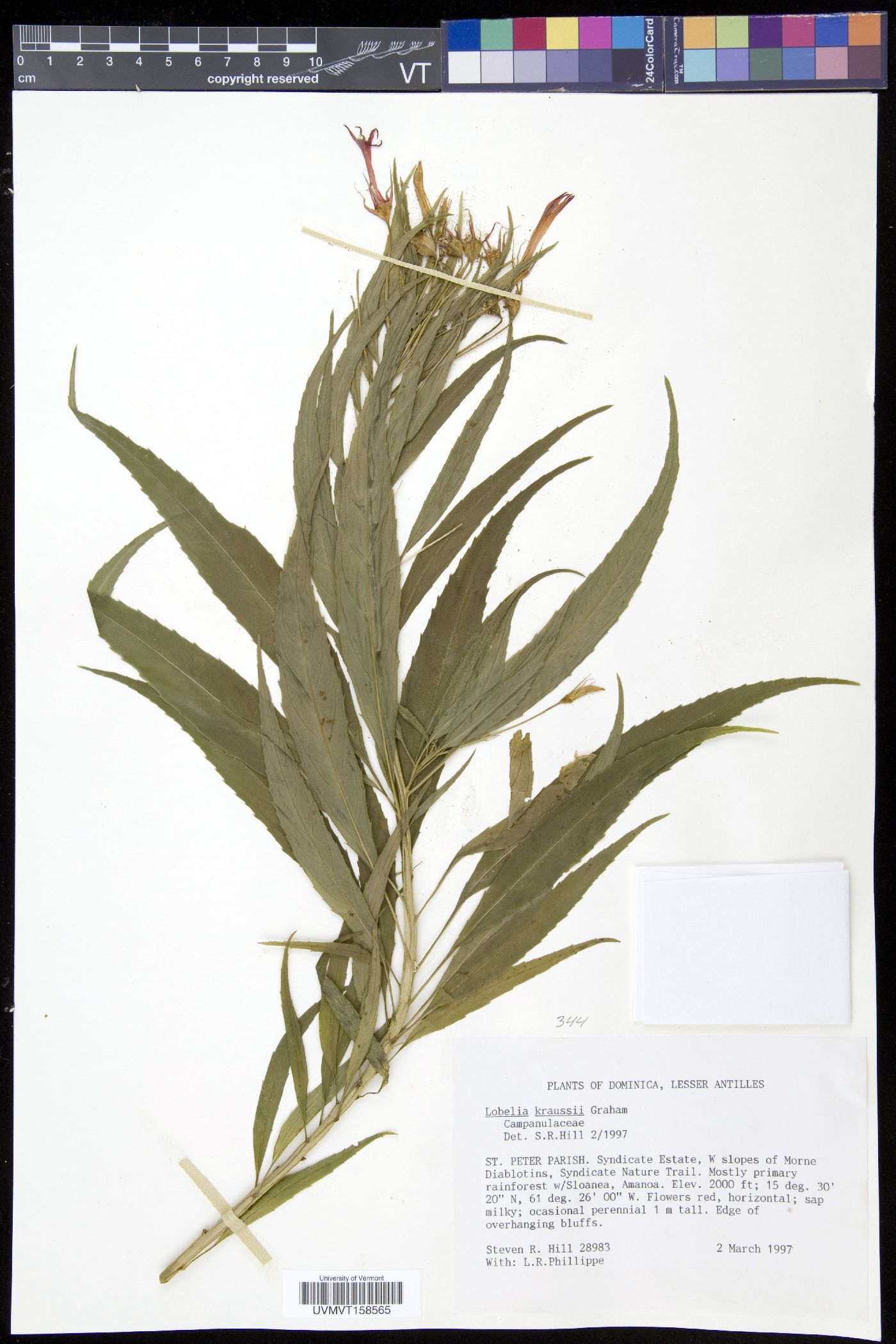 Lobelia kraussii image