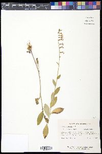 Lobelia amoena image