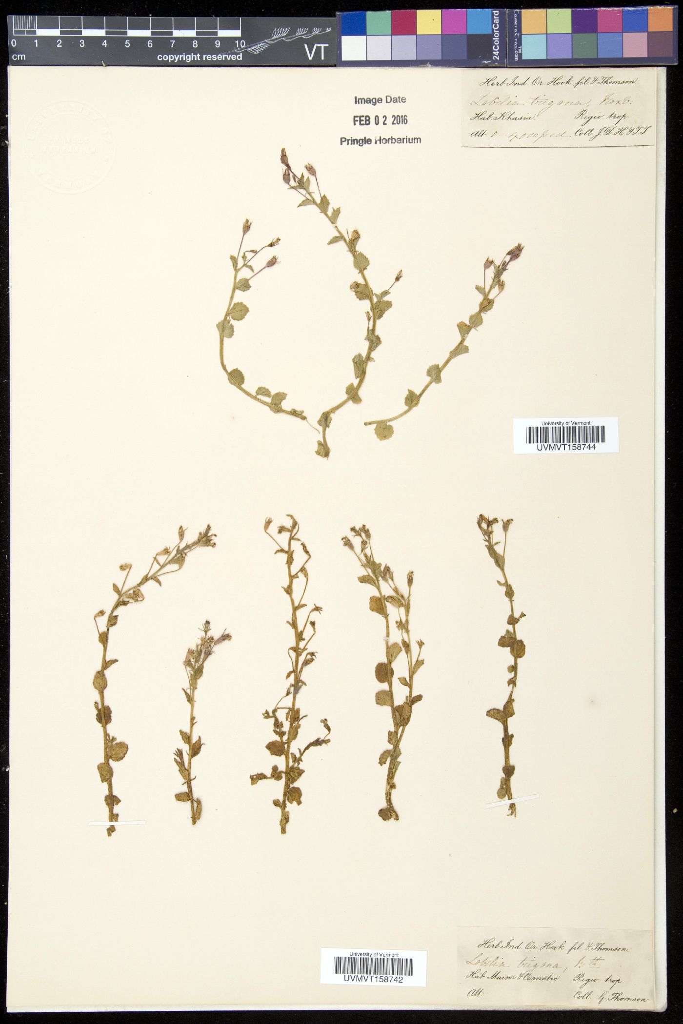 Lobelia alsinoides var. trigona image