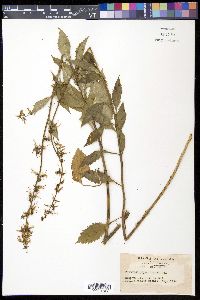 Image of Asyneuma japonicum