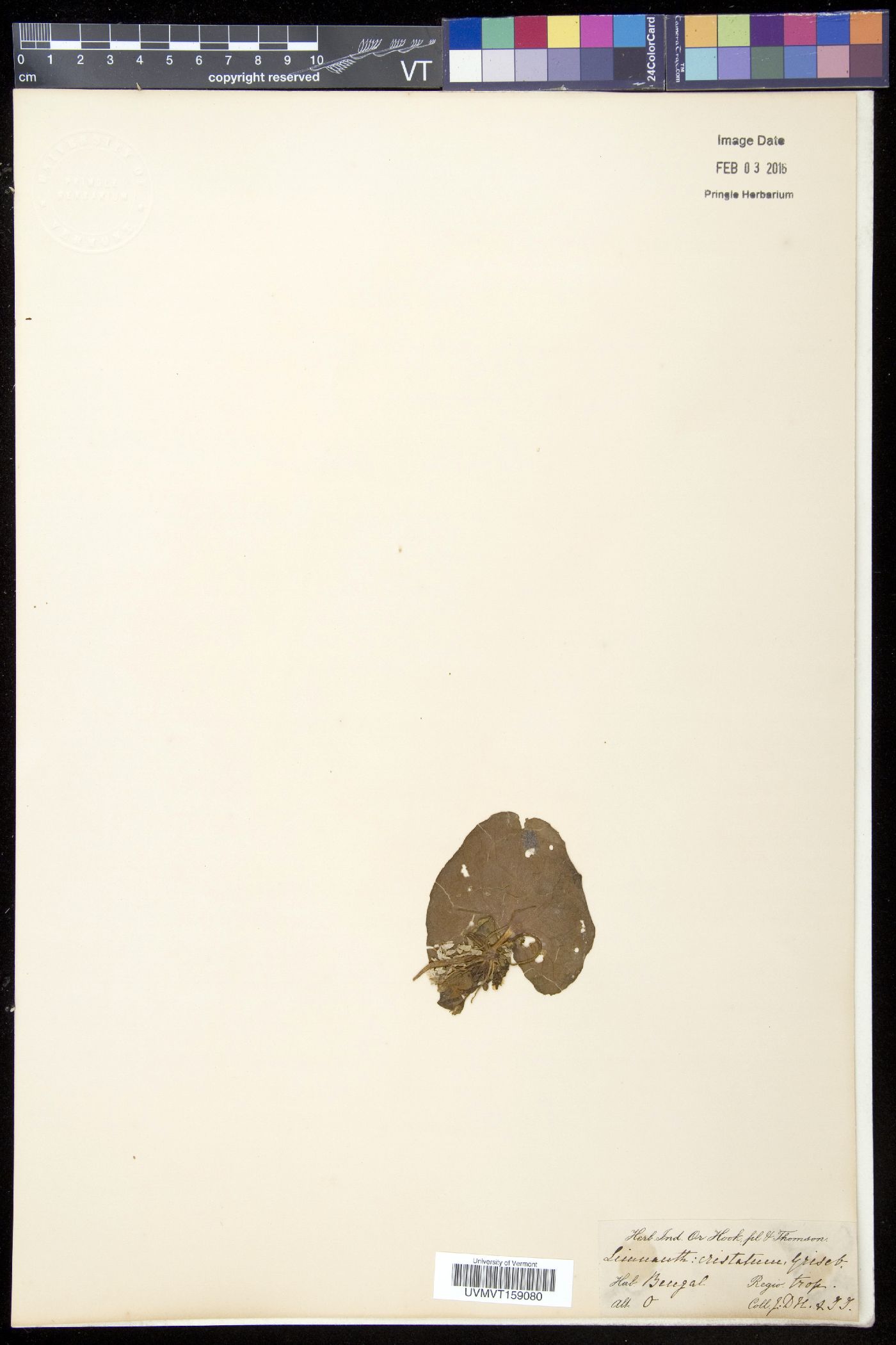 Limnanthemum cristatum image