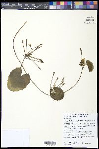 Nymphoides crenata image