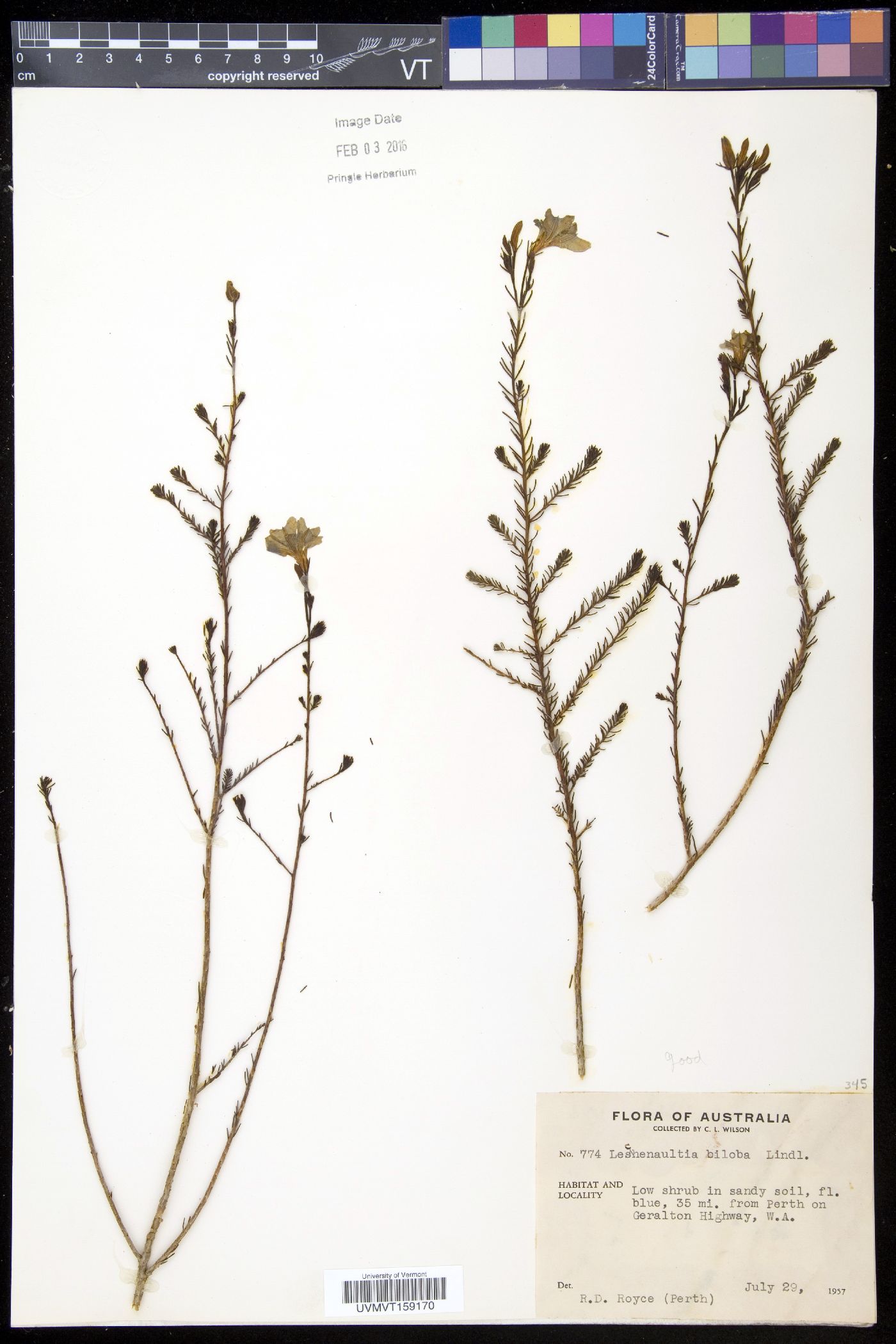 Leschenaultia image