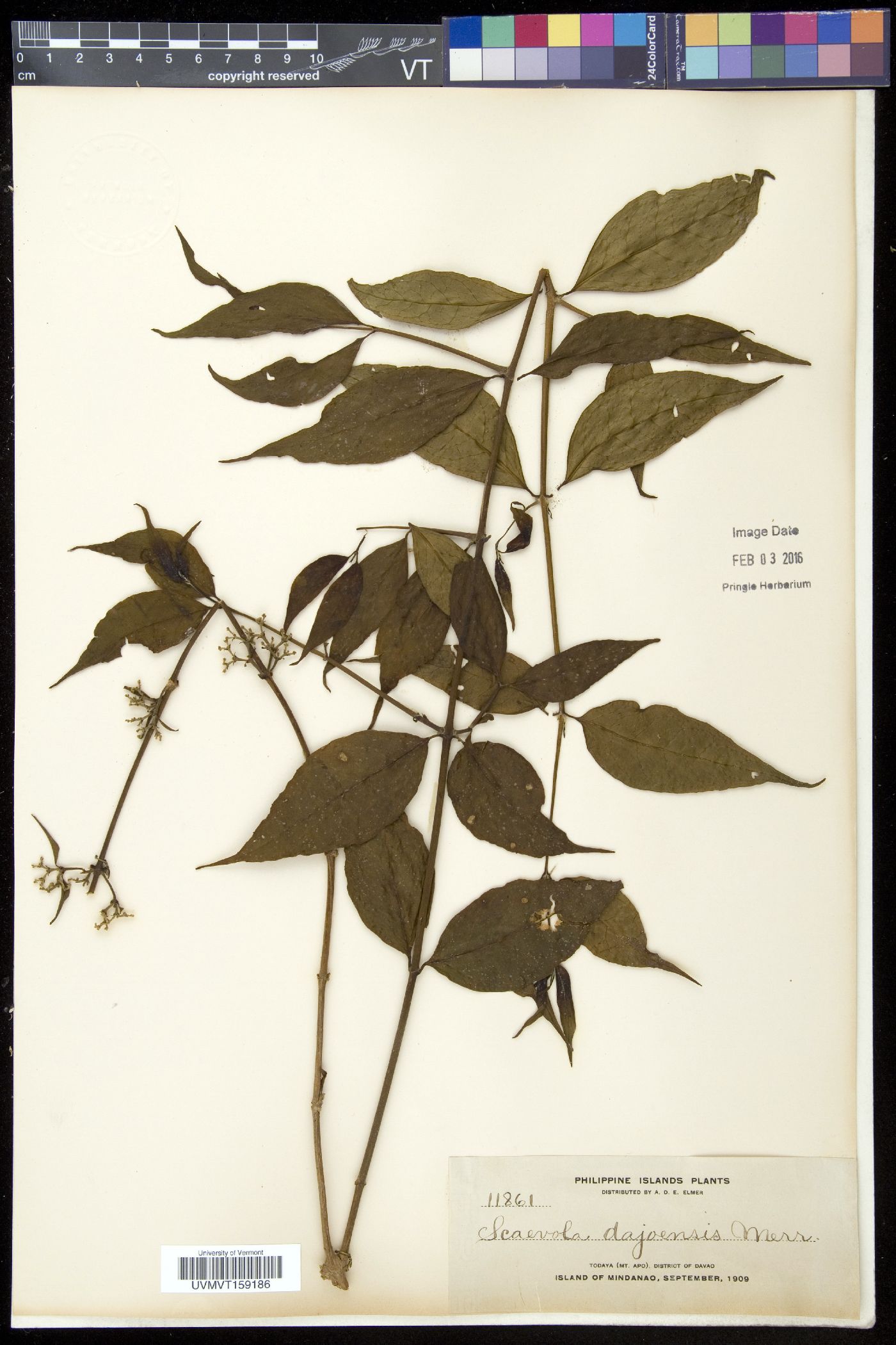 Scaevola oppositifolia image