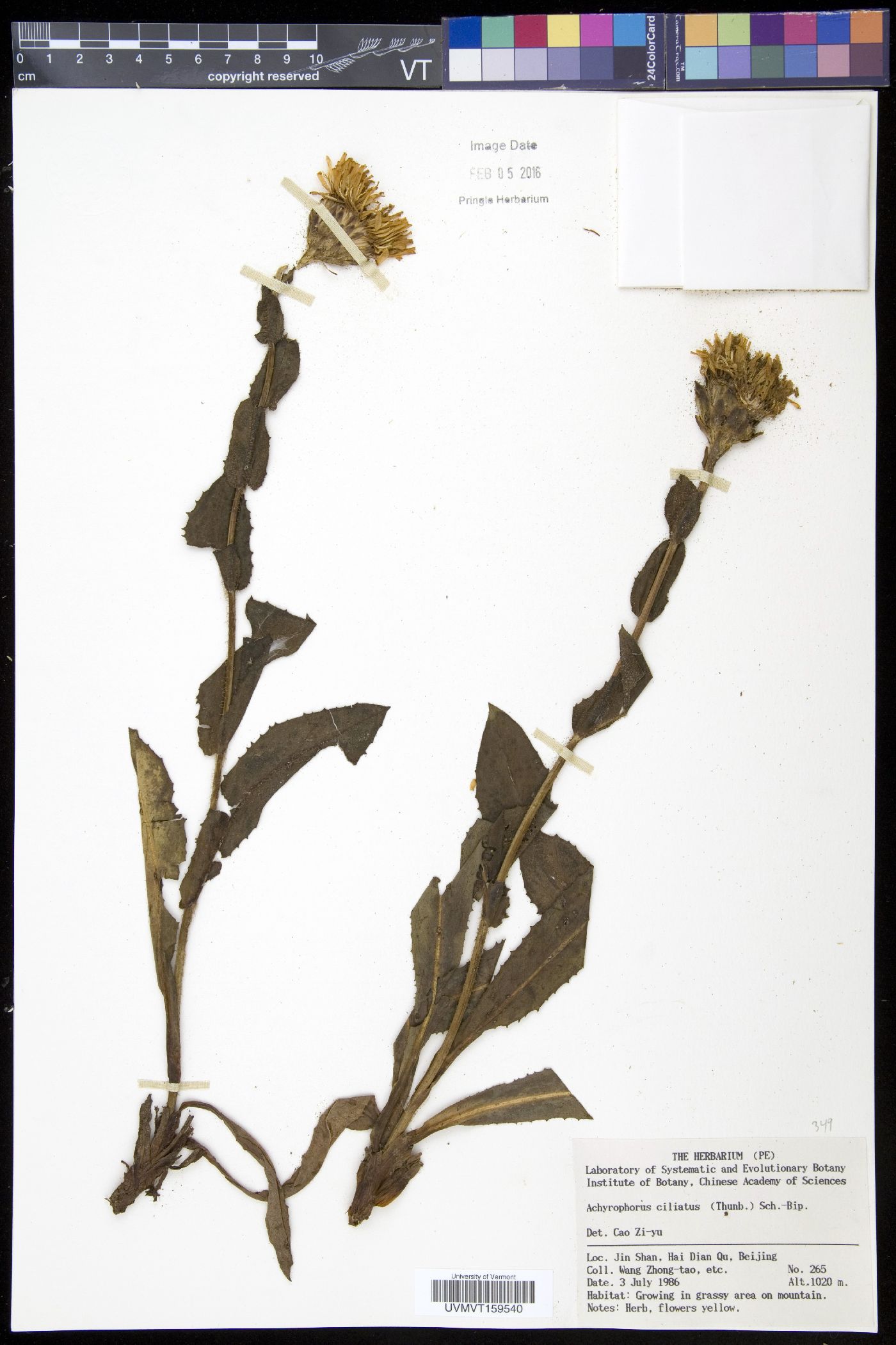 Trommsdorffia ciliata image