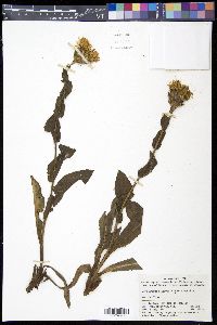 Media resource of Trommsdorffia ciliata
