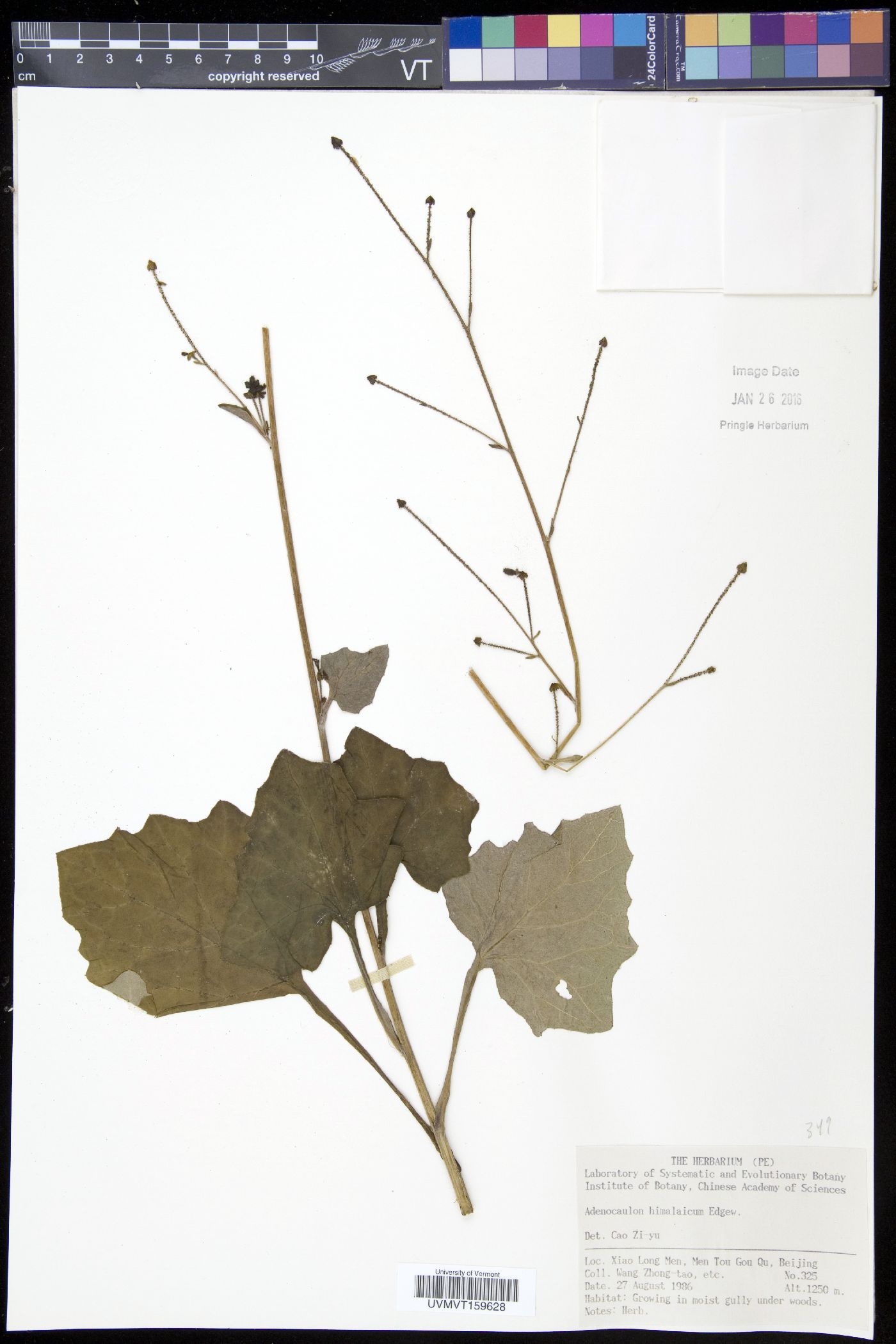 Adenocaulon himalaicum image