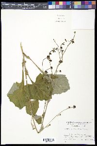 Adenocaulon himalaicum image