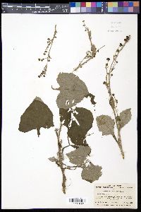 Adenocaulon himalaicum image