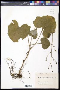 Adenocaulon himalaicum image