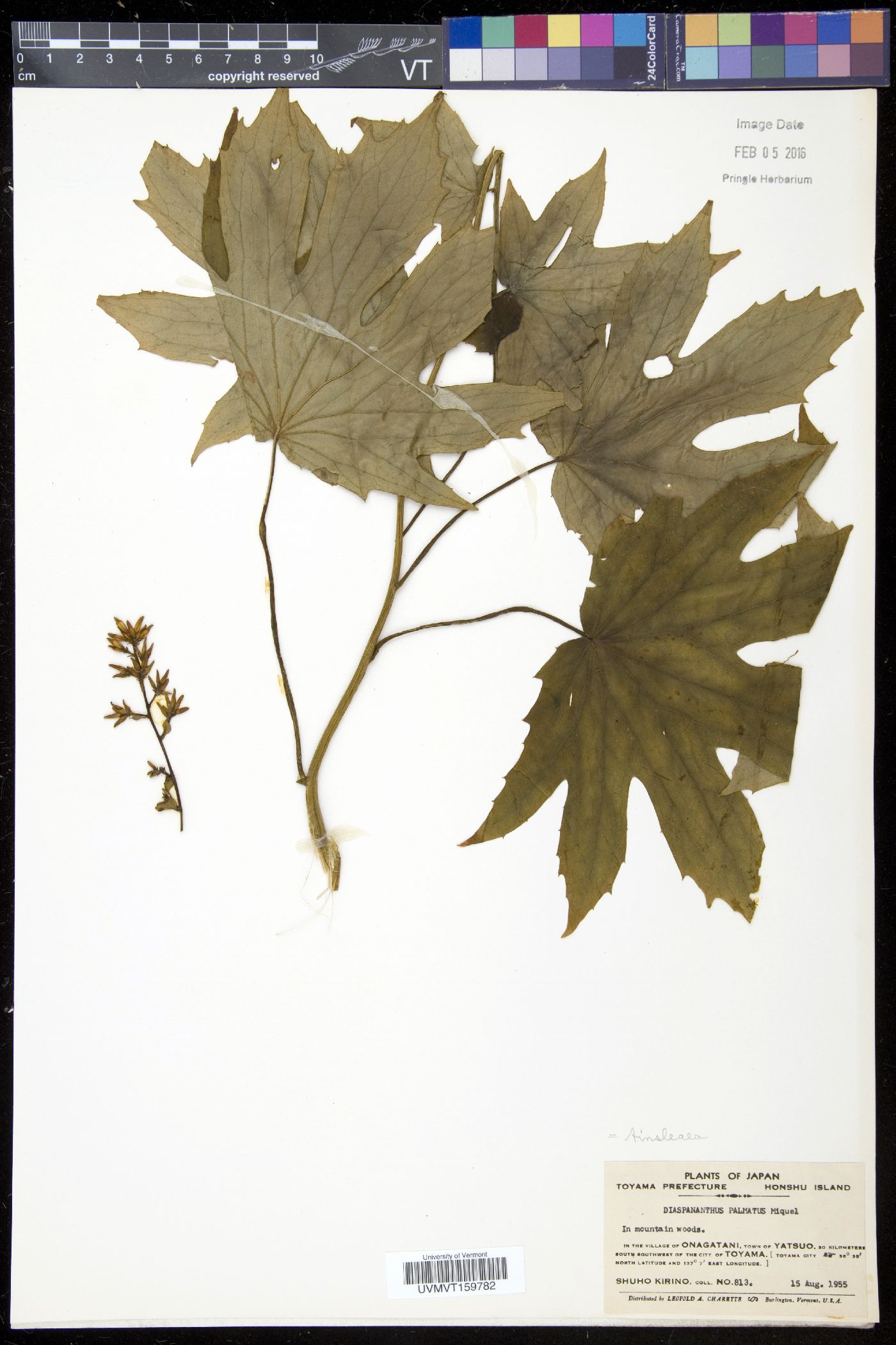 Ainsliaea uniflora image