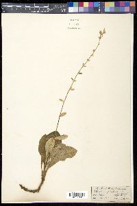 Ainsliaea latifolia image