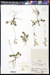 Ainsliaea apiculata image