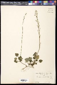 Ainsliaea apiculata image