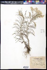 Anaphalis margaritacea var. yedoensis image