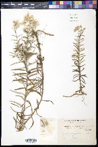Anaphalis margaritacea var. angustifolia image